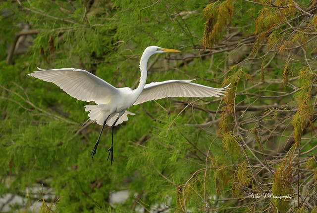 Great egret