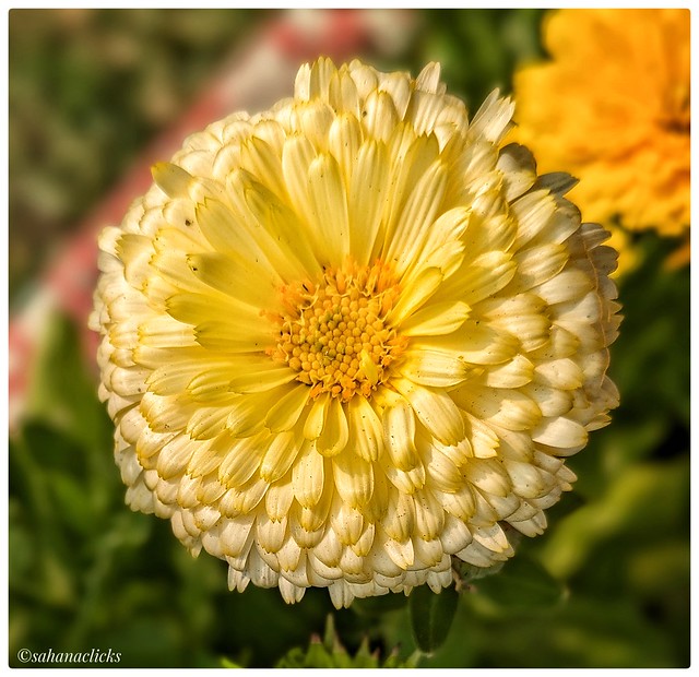 Calendula