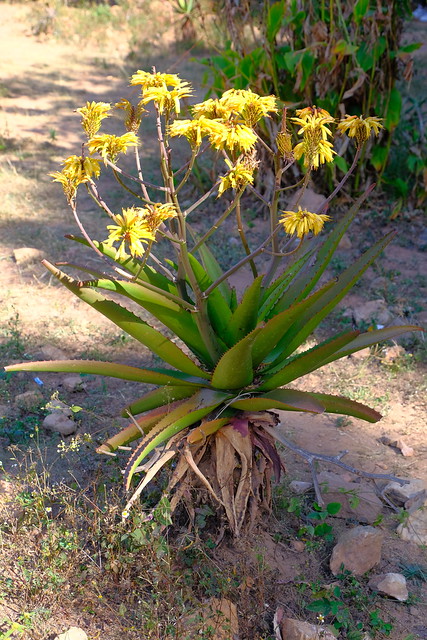 XE3B9894 - Aloe vaombe  (Xanthorrhoeaceae)