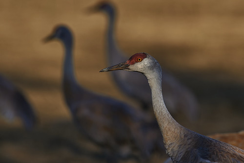 Three, sand hill crane sandhillcrane wildlife wildlifeviewing waterfowl fairbanks alaska usa wildliferufuge