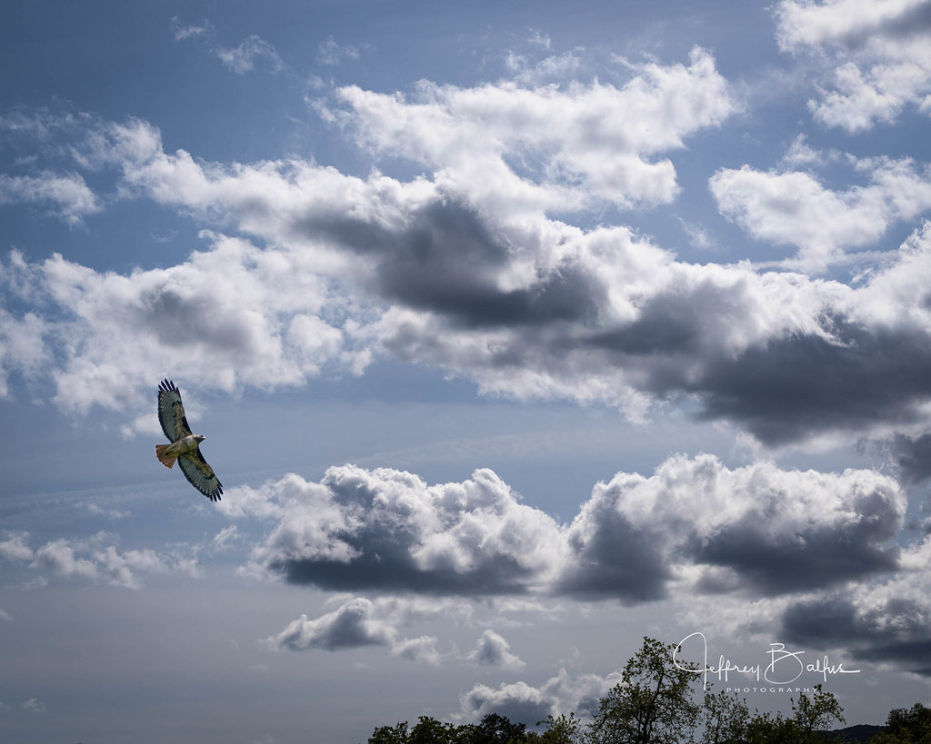 Redtail Hawk and Clouds