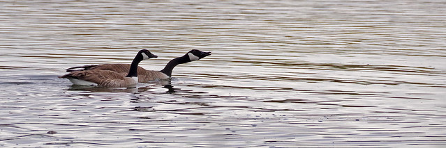 Canada Geese. New Mexico, USA.