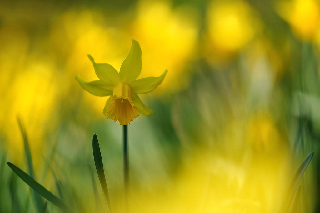Daffodil surrounded by bokeh