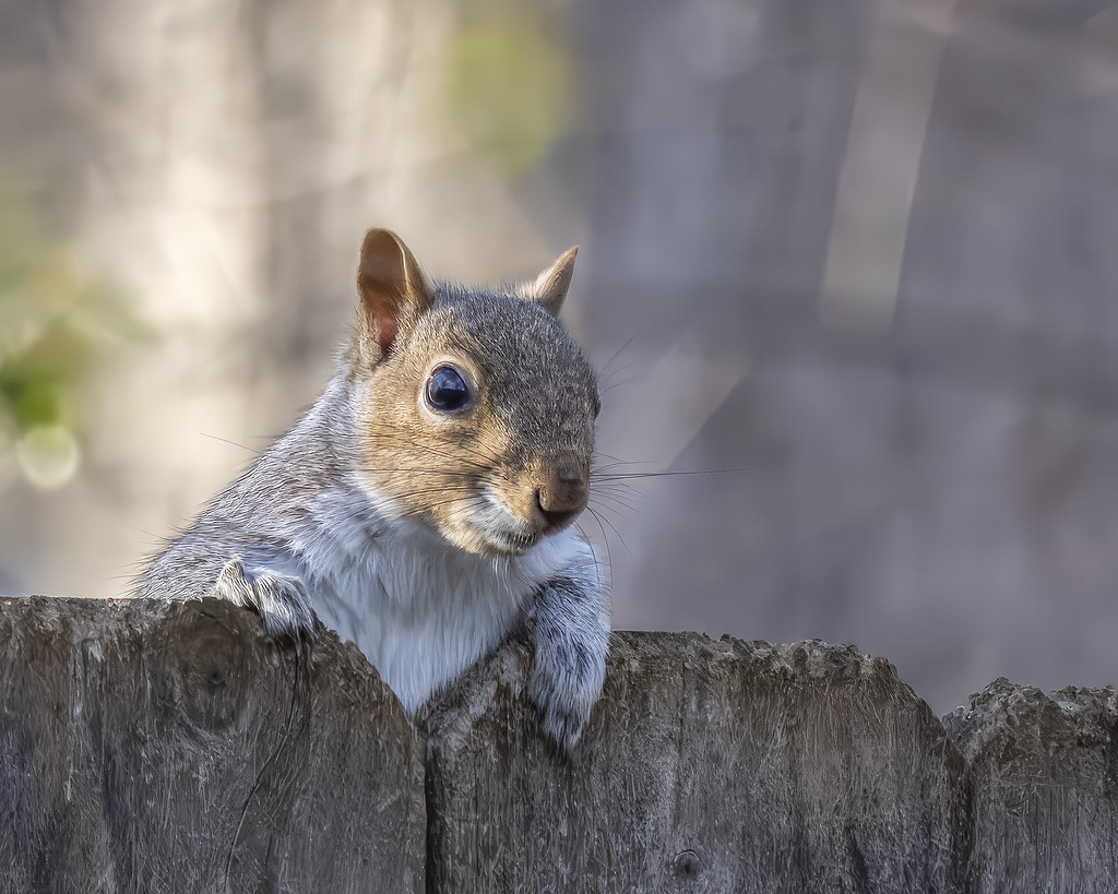 Hello Rodent Hello Wilson - aka Tool Time | Rodents - Not a bird photo ;-… | Flickr