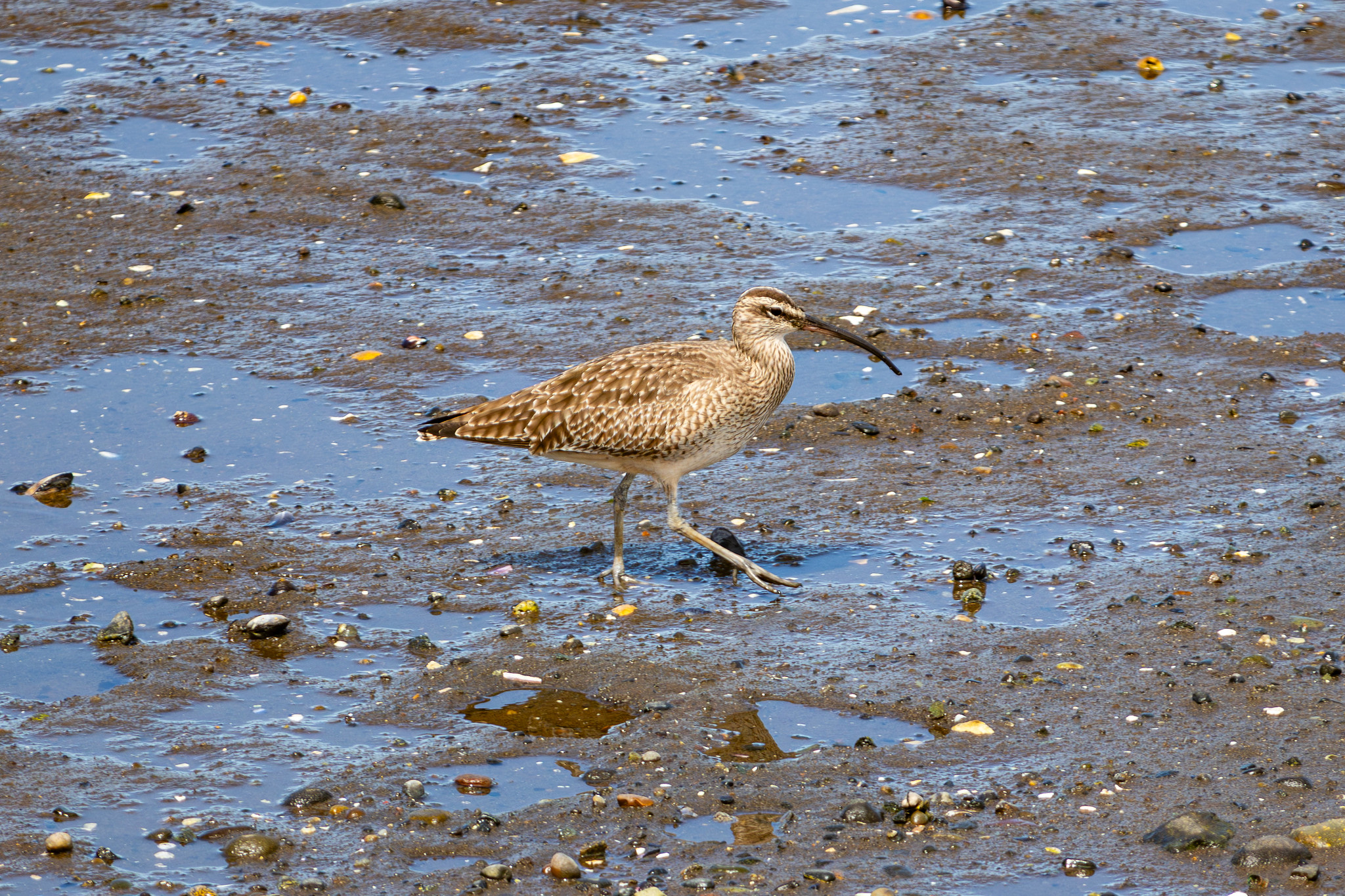Oiseau sur la plage à marée basse