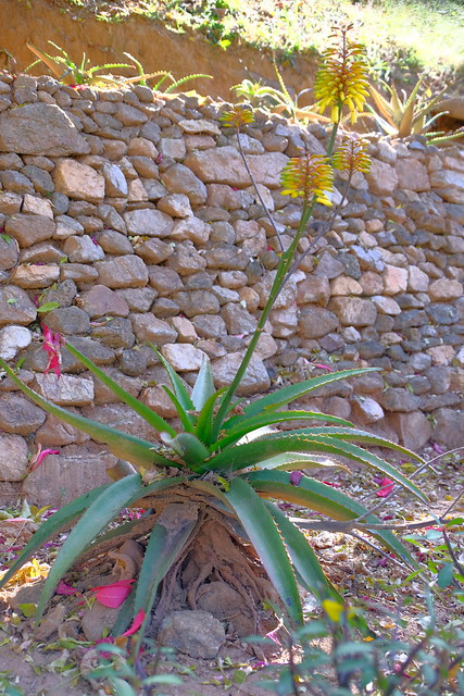 XE3B9908 - Aloe capitata  (Xanthorrhoeaceae)