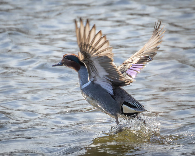 Green-winged Teal takeoff I