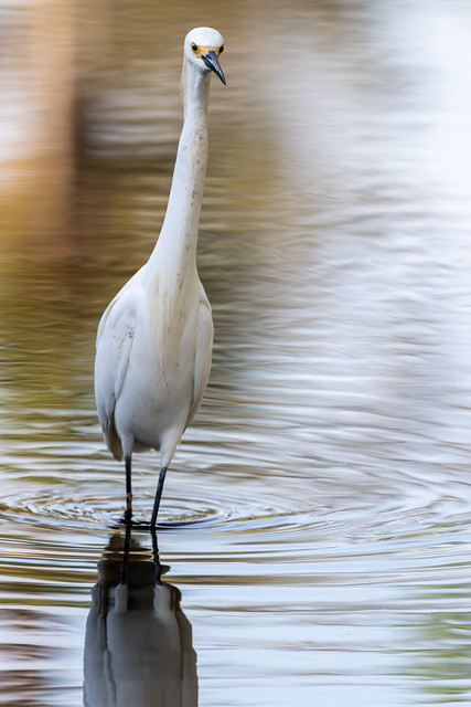 Prowling Egret
