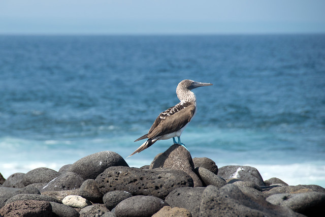 Blue-footed Booby Sula nebouxii