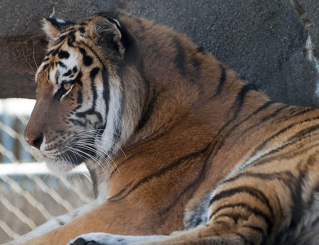 Toledo Zoo 09-03-15 - Siberian Tiger 17