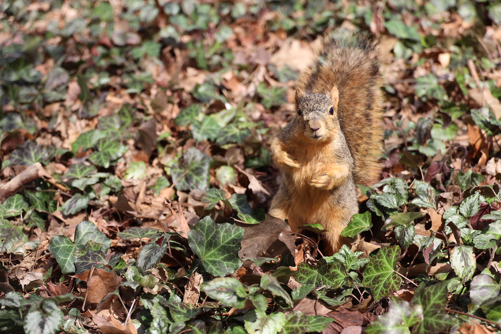 Fox Squirrels in Ann Arbor at the University of Michigan on March 12th, 2024 - 72/2023  275/P365Year16  5753/P365all-time – (March 12, 2024)