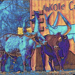 Blue Cattle Ankole Watusi Cattle at the Philadelphia Zoo, Philadelphia, Pennsylvania
