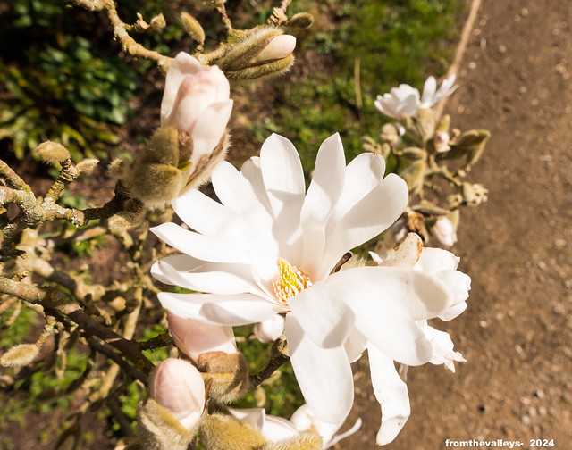 Magnolia Blooming in Spring