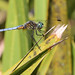 Flickr photo 'Blue Dasher (Pachydiplax longipennis)' by: Mary Keim.