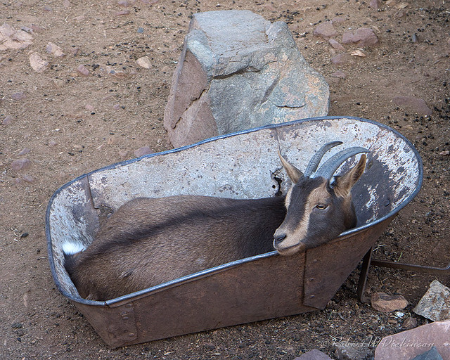 Goat in a Wheelbarrow Bucket