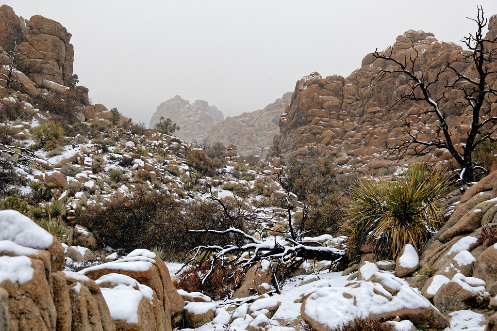 The Sky Is Low and the Snow Comes Down (Joshua Tree National Park)