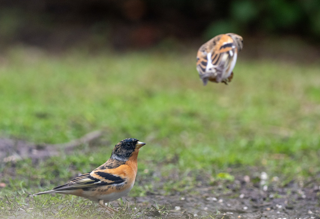 Brambling, with another dropping in. We've had up to 6 in the garden this week. E.Staffs.