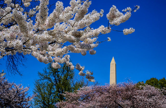 Cherry Blossoms at the Washington Monument in Washington, DC