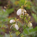 Netted Pawpaw (Asimina reticulata) Savage Christmas Creek Preserve, Orange County, FL, March 2024.