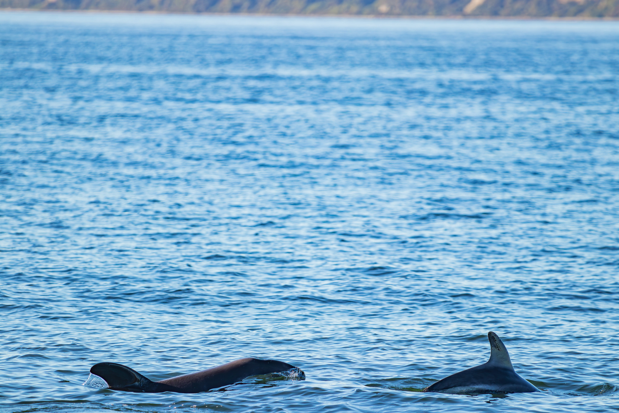 Nageoires de dauphins près de l'île de Chiloé au Chili