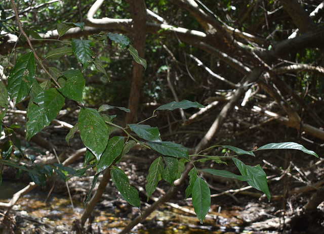 Endiandra longipedicellata, Clifton Beach, Cairns, QLD, 01/01/24