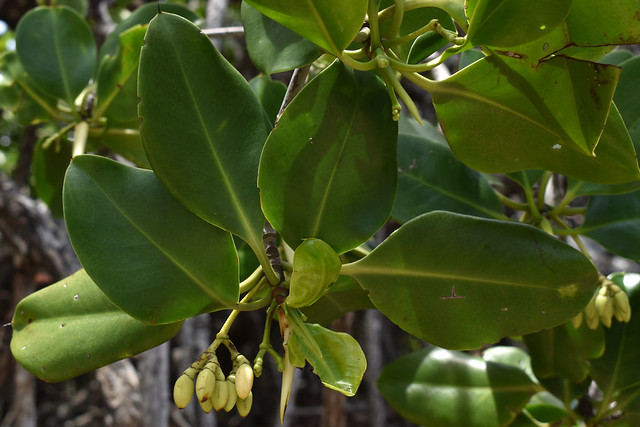 Rhizophora stylosa, Kewarra Beach, Cairns, QLD, 02/01/24