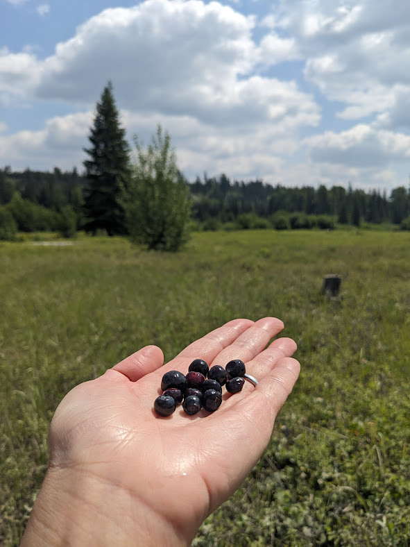 Huckleberries in hand