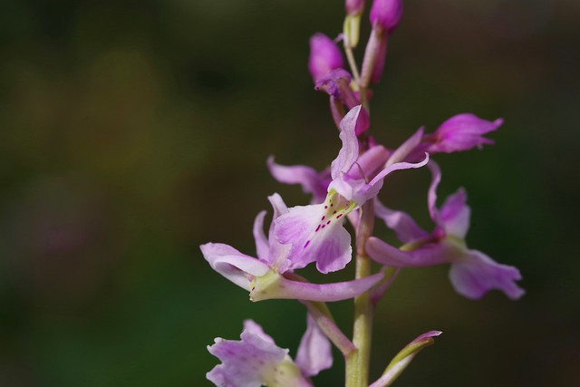 The beauty of Kent's Wild Orchids