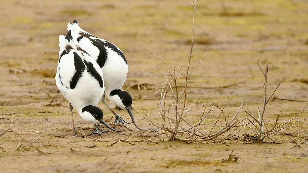 Hungry AVOCETs probing for food.