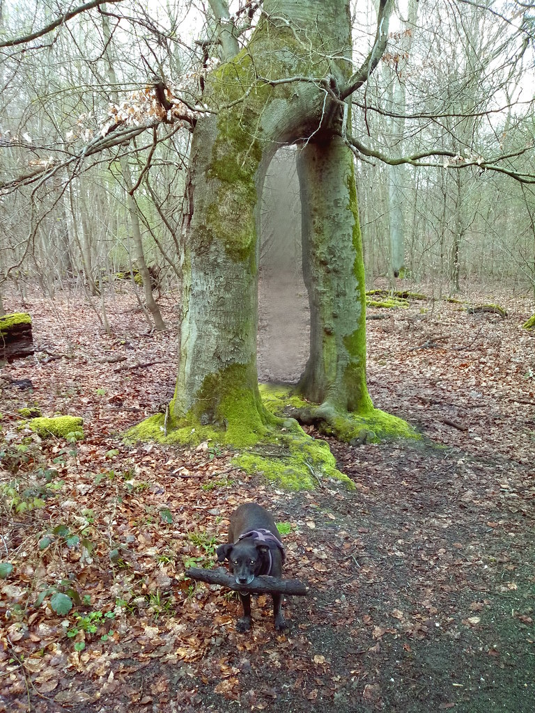 Baum Portal . . .