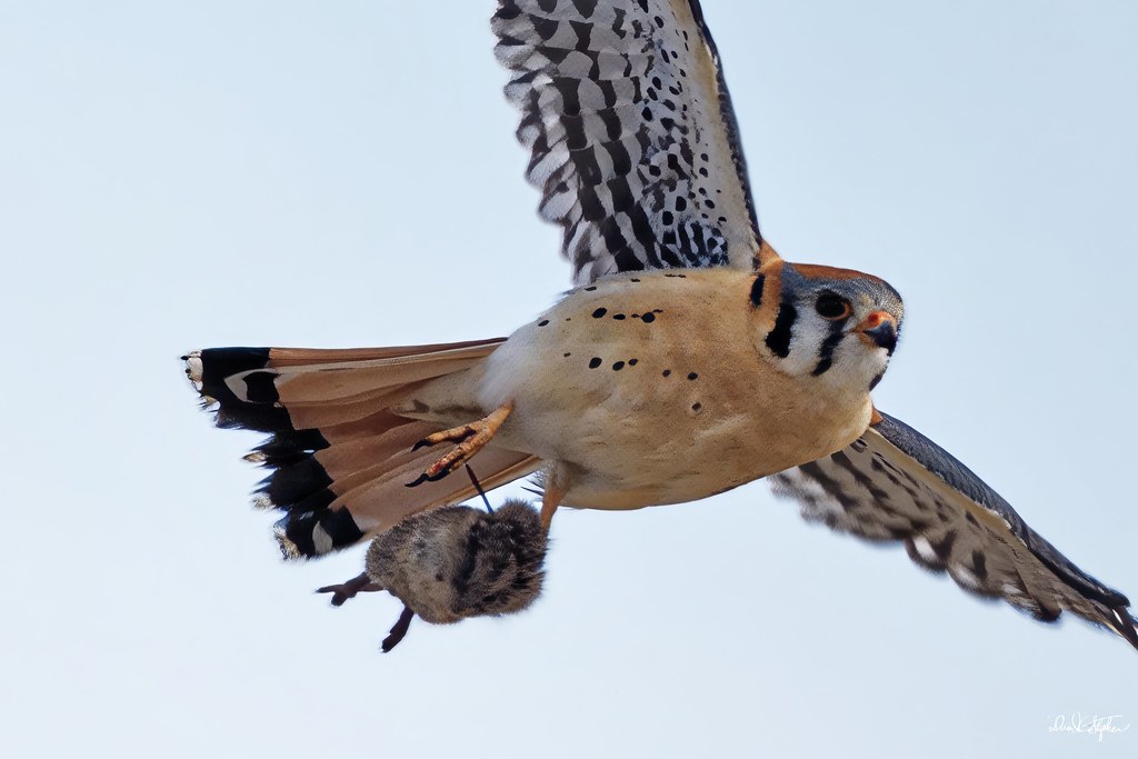 Kestral Gives Mouse A Ride To Breakfast