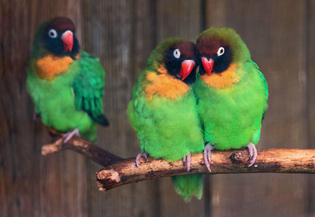 Black-cheeked Lovebirds