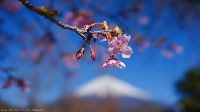 Cherry Blossoms and Mt. Fuji at Ideboku Dairy Farm