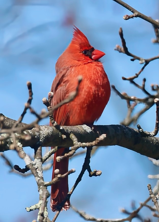 Mr. Cardinal is all puffed up and calling for the ladies!  #Cardinal #BirdWatching #TrumbullCT