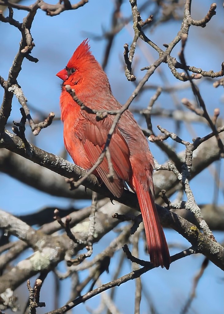 Mr. Cardinal is all puffed up and calling for the ladies!  #Cardinal #BirdWatching #TrumbullCT