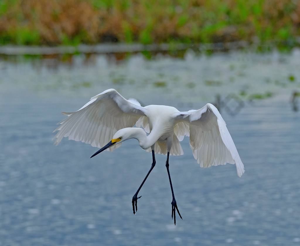 Little Egret - Fogg Dam Conservation Reserve, Middle Point, Northern Territory, Australia