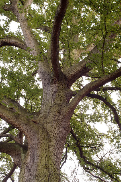 Quercus cerris 'Turkey Oak'