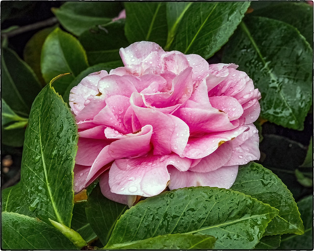 Wet Camellia