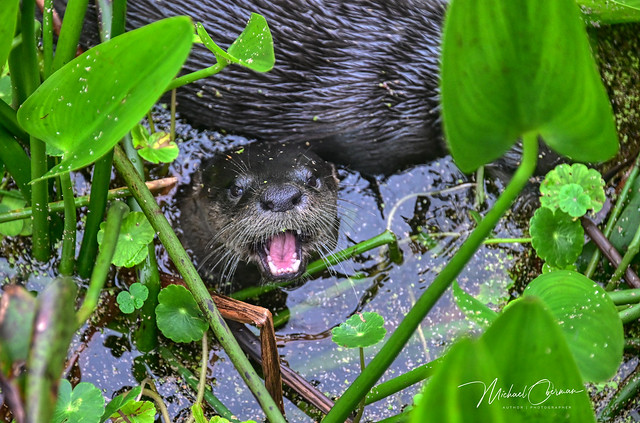 River Otter...Wellington, Florida