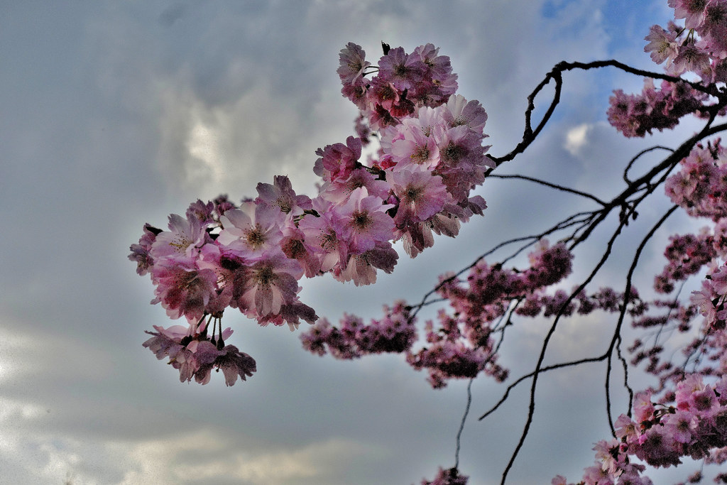 GERMANY, Leonberg, wie in jedem Jahr, Kirschblüten im Pomeranzengarten, Frühling ist da, auch wenn's donnert. !  jap. Kirschblüten  , 21896