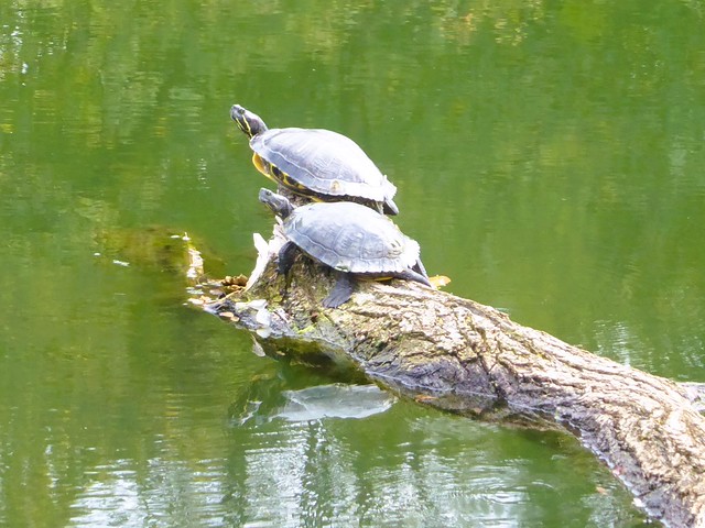 Glen Ellyn, IL, Hidden Lake Forest Preserve, Turtle Duo