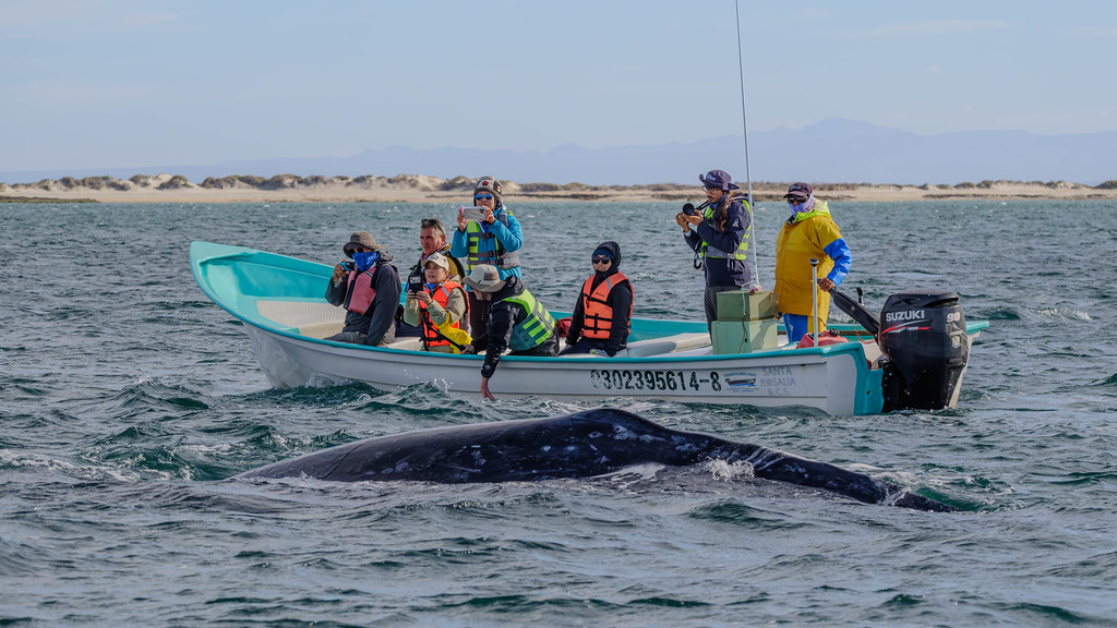 Gray Whale and Whale Watchers, Laguna San Ignacio, Baja California Sur, Mexico-Feb. 4, 2024