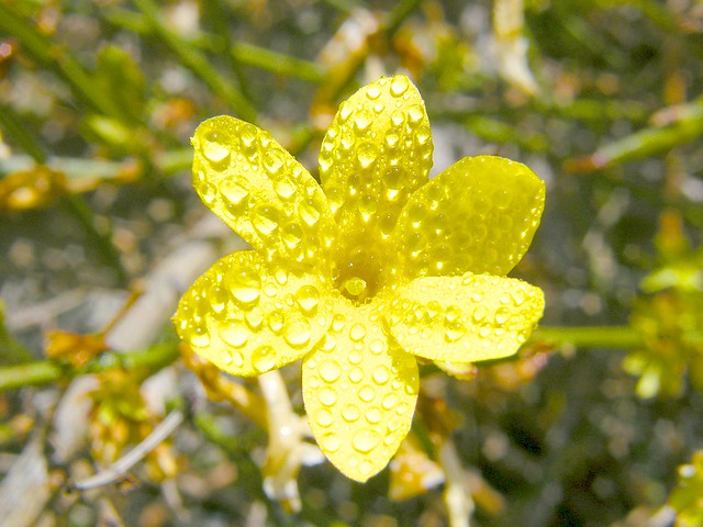Yellow Spring Flower with Water Drops