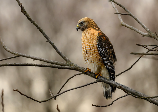 Red-Shouldered-Hawk- Buteo lineatus. (Dbl-Clk)