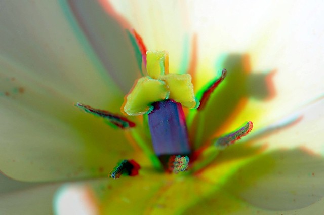 Flower macro-40mm Nikon 3D
