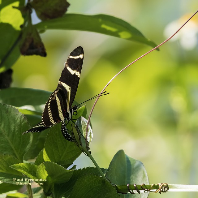 Butterfly (Zebra Longwing) Profile 1 at Loxahatchee NWR, Boynton Beach, Florida
