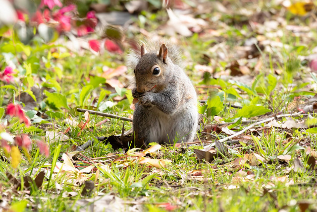 Easter Gray Squirrel