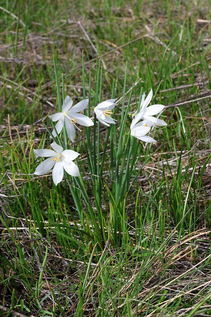 Satin flower aka grass widow, Catherine Creek