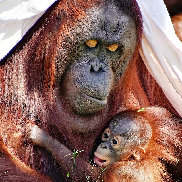 Female Bornean orangutans, Khali holding her baby Clementine