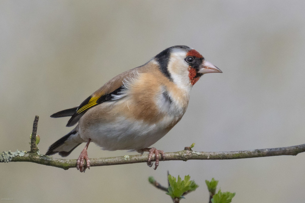 European Goldfinch/Jammy-faced Finch